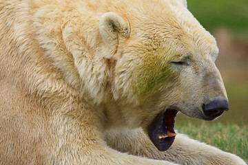 Large white polar bear with thick fur yawning in the midday sunshine and showing his large teeth.