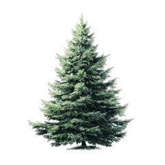 Fototapeta premium Full, light green Christmas tree, angled view