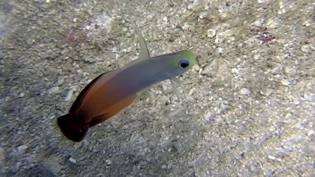 Delicate firefish swims over the sandy ocean floor of the South China Sea. View an amazing underwater ecosystem in a tranquil moment.