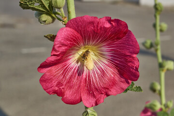 Mallow blooms on the lawn in the garden. Mallow flower close-up.