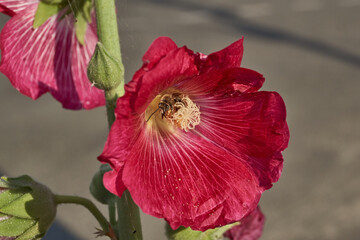 Mallow blooms on the lawn in the garden. Mallow flower close-up.