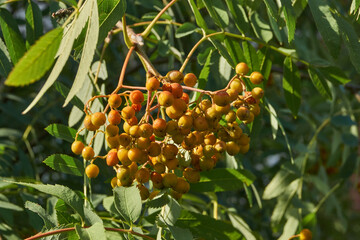 Rowan fruits (lat. Sorbus aucuparia) ripen on a tree in the garden. Rowan fruits close-up.