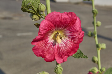 Mallow blooms on the lawn in the garden. Mallow flower close-up.