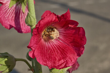 Mallow blooms on the lawn in the garden. Mallow flower close-up.