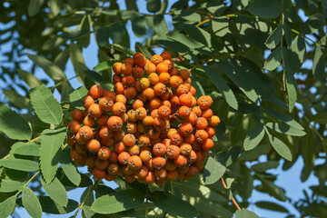 Rowan fruits (lat. Sorbus aucuparia) ripen on a tree in the garden. Rowan fruits close-up.
