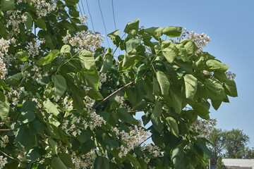 Catalpa flowers and inflorescences on the background of a tree crown. Catalpa blooms in the garden....