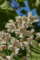 Catalpa flowers and inflorescences on the background of a tree crown. Catalpa blooms in the garden. Catalpa (lat. Catalpa) is a genus of plants in the Bignoniaceae family.