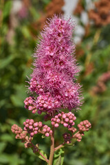 Willow-leaved spirea (lat. Spiraea salicifolia). Close-up of a flowering inflorescence of willow-leaved spirea on a background of green foliage.