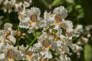 Catalpa flowers and inflorescences on the background of a tree crown. Catalpa blooms in the garden....