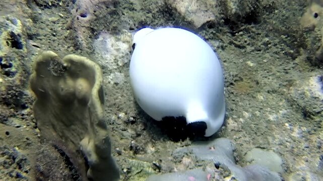 A captivating moment underwater shows a Giant Egg Cowrie, a unique sea snail, carefully grazing on coral near Bonaire. Experience the beauty of Bonaire's marine life.