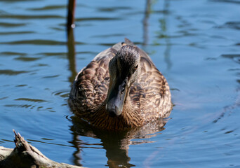A young duck in the water