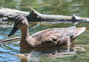 A young duck in the water