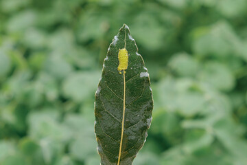 Macro Photograph of Yellow Insect Eggs on a Green Leaf