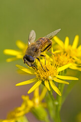 lateral close-up of a common drone fly on a yellow blossom of St. James's wort