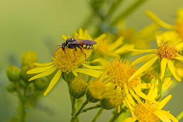 close-up of a yellow-legged nomad bee on a yellow ragwort blossom