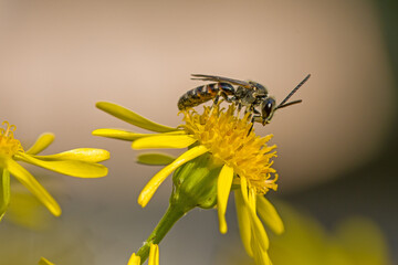 side view close up of a wild bee the sharp-collared furrow bee on a yellow blossom of ragwort and...