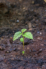 a young hazelnut shoot with fresh green leaves in brown soil