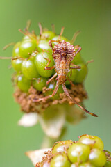 Close-up of a brown dock bug in sunlight on a green blackberry with blurred background