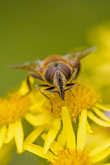 close-up of the head of a common drone fly on a yellow blossom of St. James's wort