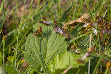 Close-up of a nest with flying yellow meadow ants in the grass in sunlight