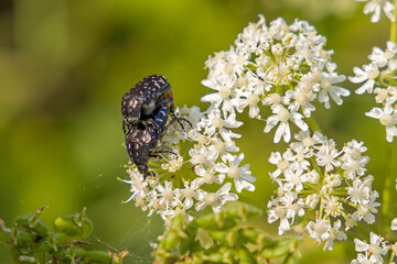 a pair of white spotted rose beetles mating on small white blossoms