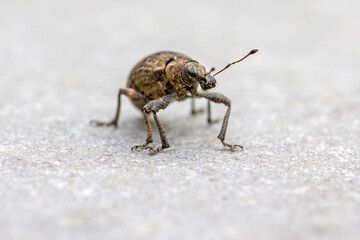 Close-up frontal view of a black-brown beetle of the species Liophloeus tessulatus against a gray background