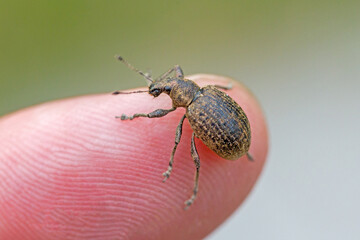 Close-up of a black-brown beetle of the species Liophloeus tessulatus on a finger for size comparison