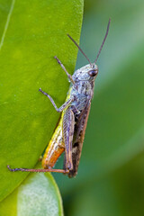 lateral close-up of a red-green grasshopper of the species omocestus haemorrhoidalis on a leaf with blurred green background and sunlight
