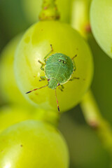 close-up of a green stink bug nymph on a green grape