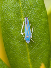 close-up of a rare blue rhododendron leafhopper on a green leaf