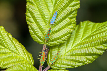 a group of green and red rhododendron leafhoppers on a green leaf with a differently colored blue specimen