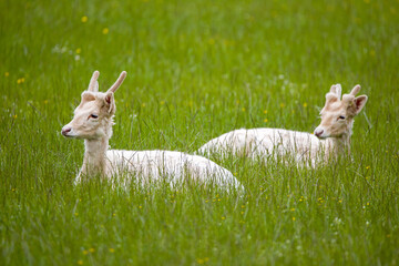 Two rare white fawns lie in the lush green grass