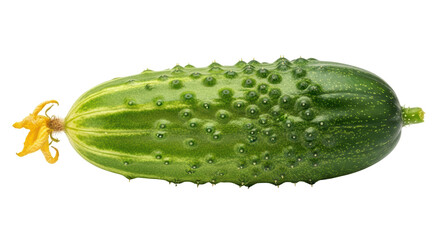 Isolated Cucumber with Flower