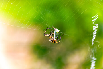 Yellow Garden Spider (Argiope aurantia) spinning silk thread in a dynamic close-up showing web-building behavior.