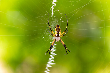 Yellow Garden Spider (Argiope aurantia) spinning silk thread in a dynamic close-up showing web-building behavior.