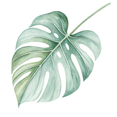Photo of watercolor painting of a green monstera leaf, a tropical plant with a distinctive shape, isolated on transparent background