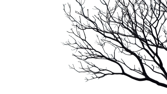 Bare tree branches, frosted with glittering, colorful specks, against a black background
