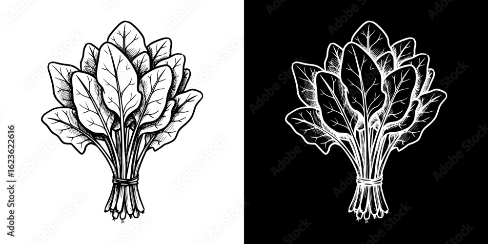 Poster spinach bundle, isolated vector image, two design variants on transparent and black background, penc