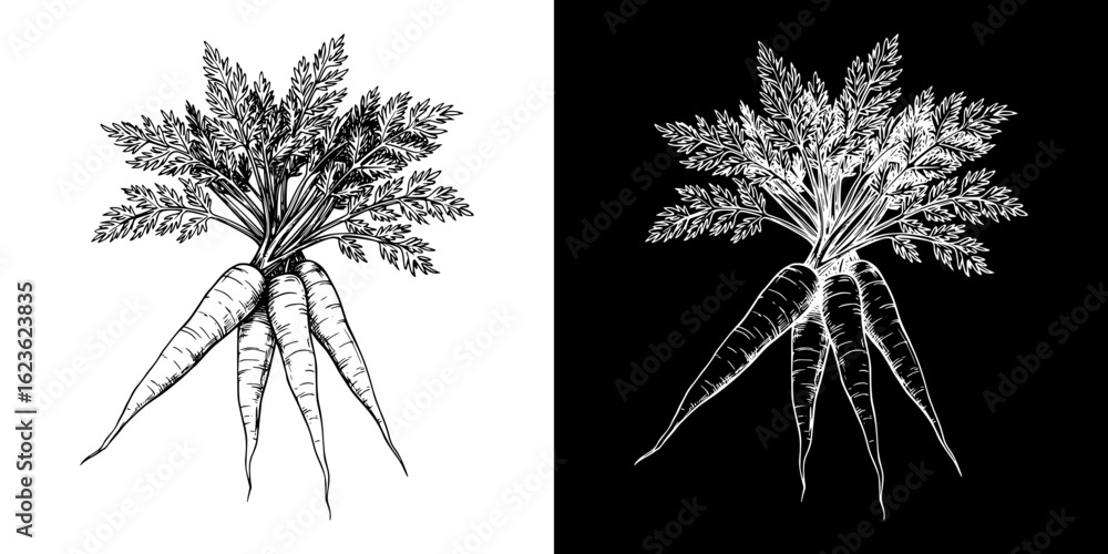 Aufkleber isolated vector image of a bunch of carrots with greens, two design variants on transparent and blac