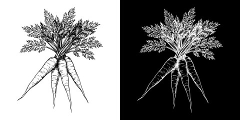 Isolated vector image of a bunch of carrots with greens, two design variants on transparent and black background, pencil drawing, chalk drawing