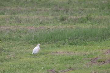 great white heron