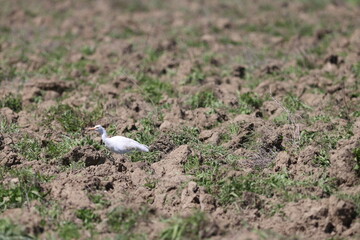 grey heron on the ground