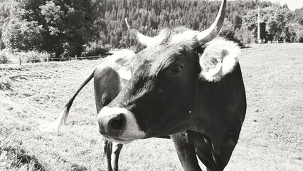 black and white cow