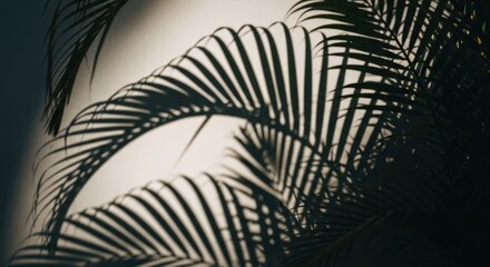 Fototapeta premium Palm fronds cast dramatic shadows on a light beige wall