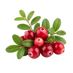 Fresh and healthy cranberries isolated on transparent background for eating