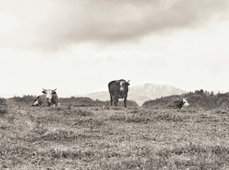 herd of cows