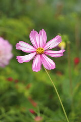 Fototapeta premium pink cosmos flower