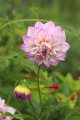 pink peony flower
