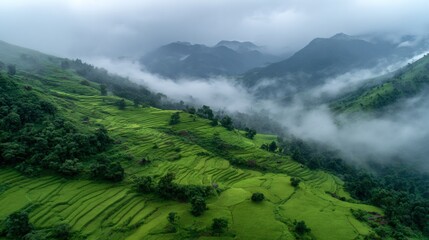 Obraz premium Misty mountain valley with lush green terraced rice fields
