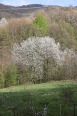 spring in the mountains